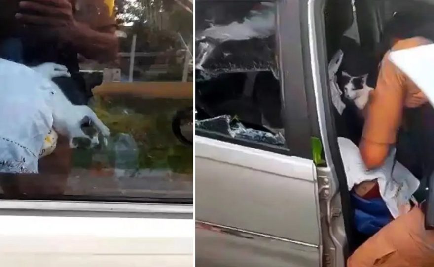 Polícia resgata gata trancada em carro sob calor de 30°C; tutora é detida por negligência