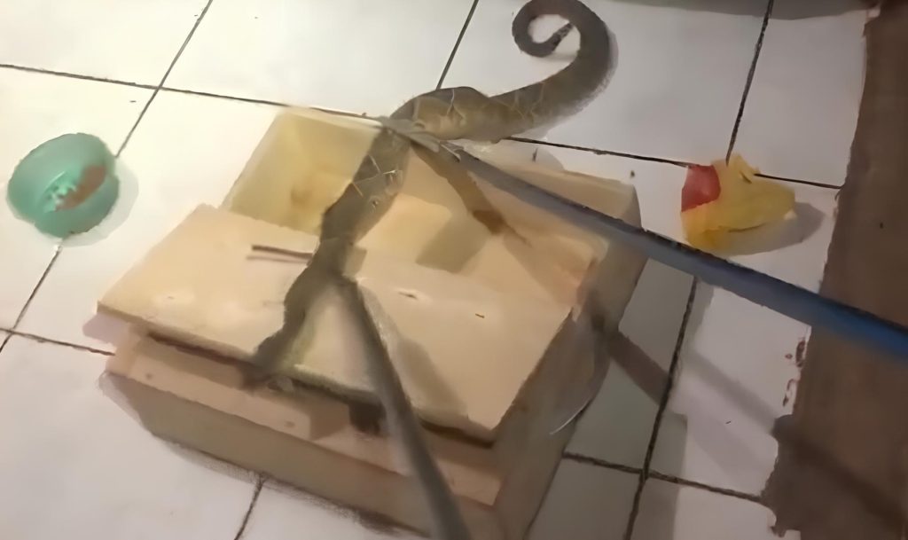 Cobra venenosa faz ‘visita’ surpresa em Sarandi