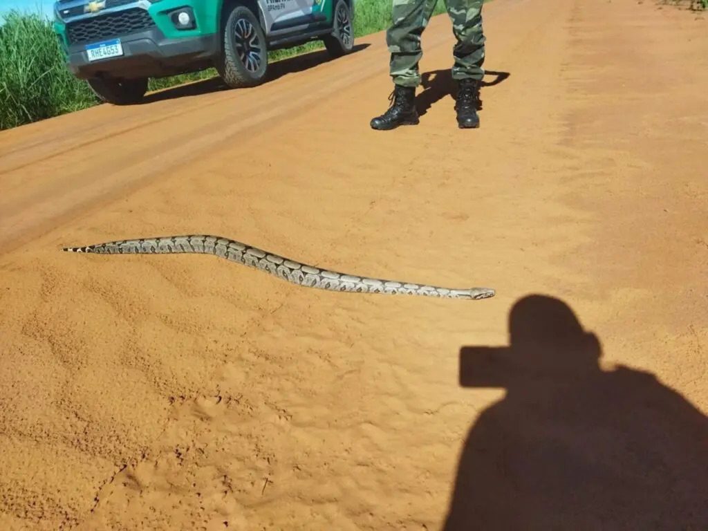 Jiboia de dois metros surpreende durante travessia em estrada