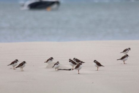 IAT abre temporada do Passarinhar Paraná com tour educativo pela Ilha do Mel