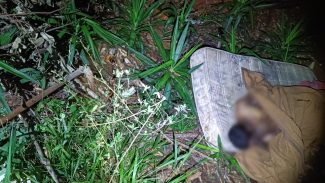 Irmã reconhece corpo e identifica vítima de homicídio em Cascavel