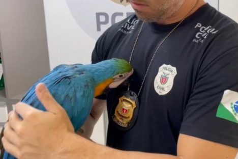 PCPR prende homem acusado por tráfico de animais silvestres e resgata arara