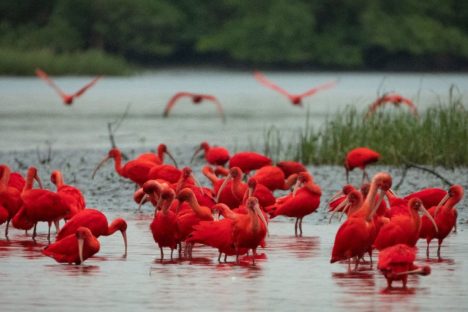 Guarás, Castrapet e exposições sobre restinga e animais estão na agenda ambiental do Litoral