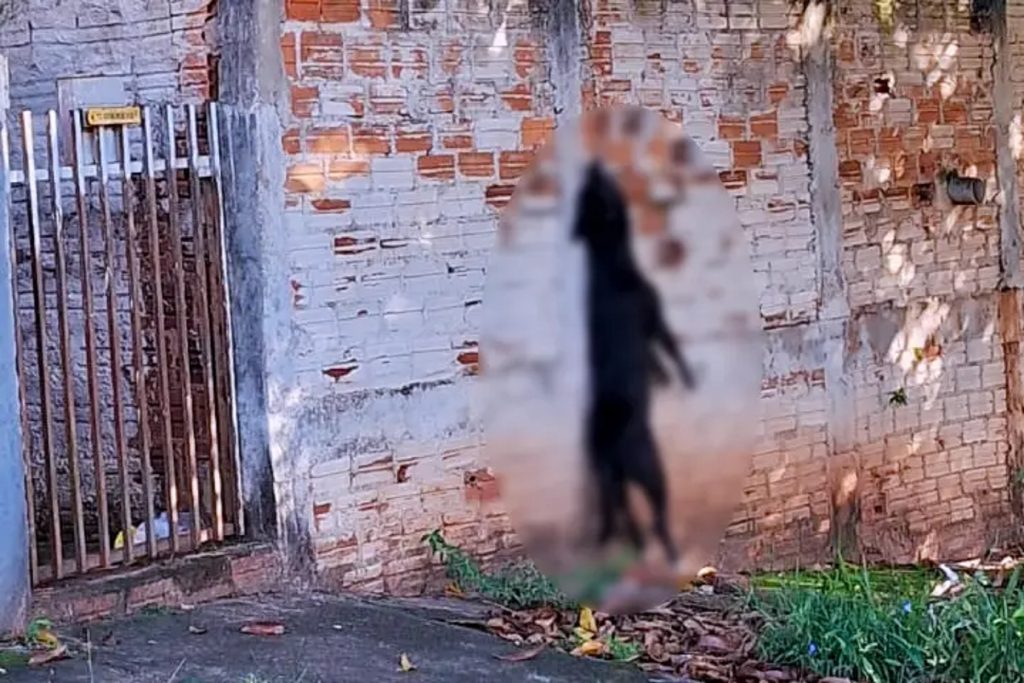 Fim Cruel: Cachorro é encontrado morto por enforcamento em Umuarama