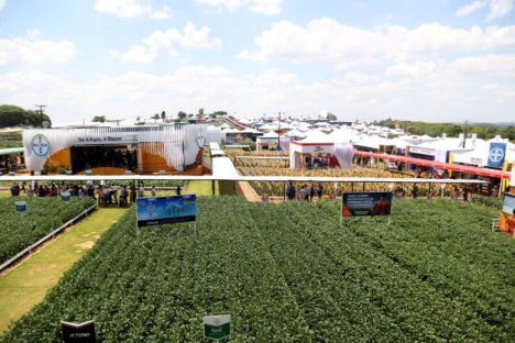 Para prevenir gripe aviária, Adapar renova proibição de aves em eventos agropecuários