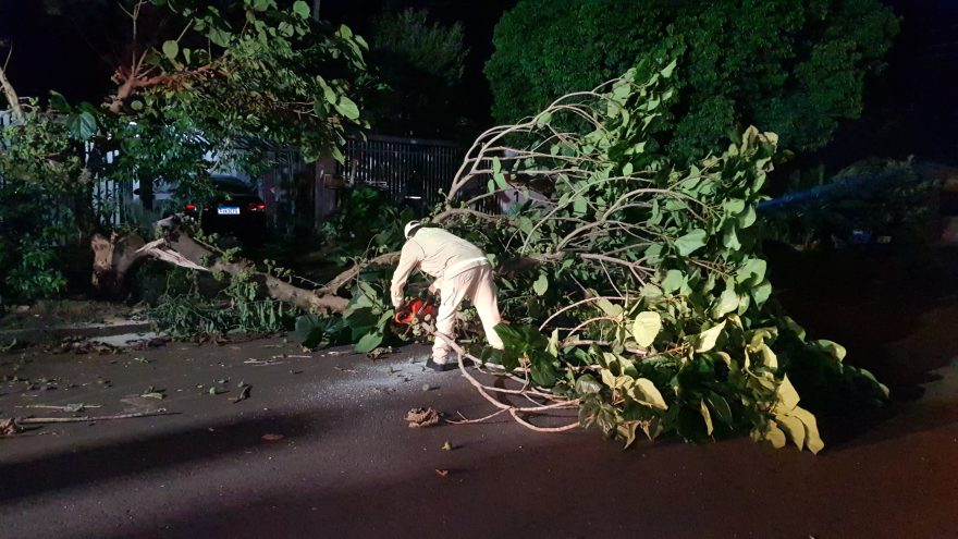 Bombeiros podam árvore rachada no Cascavel Velho