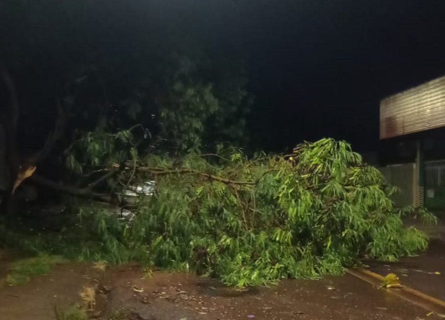 Temporal derruba árvores e arranca fios no Universitário