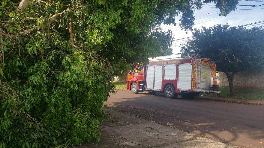 Bombeiros são mobilizados para corte de árvore no Universitário, porém fios energizados impedem o trabalho