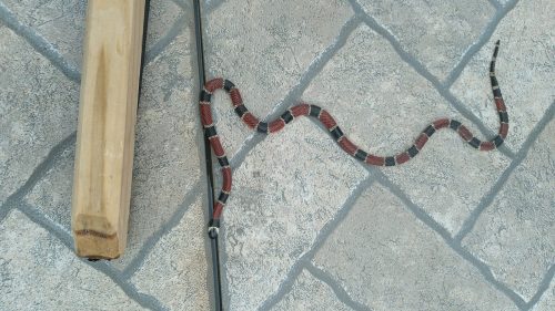 Morador captura cobra em pátio de residência no Guarujá Imagem referente a Morador captura cobra em pátio de residência no Guarujá