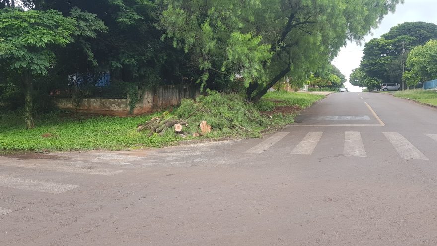 Queda de árvore é registrada na Rua Glauber Rocha