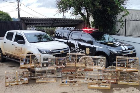 IAT de Pato Branco resgata 39 aves da espécie Azulão em criadouro irregular