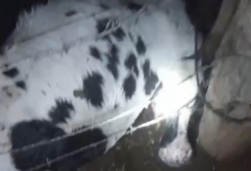 Tragédia na pastagem: raios matam sete vacas em noite de trovões