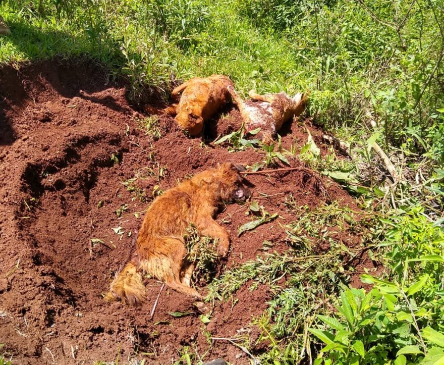 Homem que matou e enterrou três cachorros em Rio do Salto é detido pela Patrulha Ambiental da GM