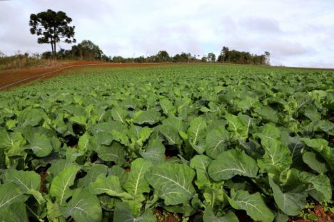 Estado terá espaços exclusivos para fruticultura e olericultura no Show Rural 2024