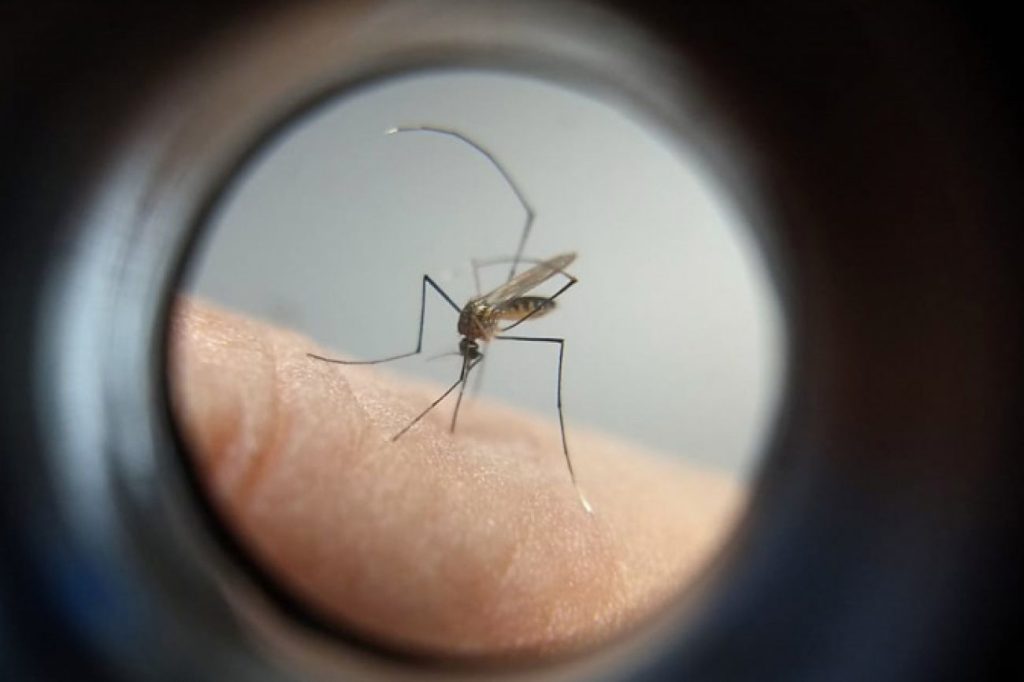 Com crescimento semanal de 65,64%, casos de dengue disparam em Toledo Com crescimento semanal de 65,64%, casos de dengue disparam em Toledo