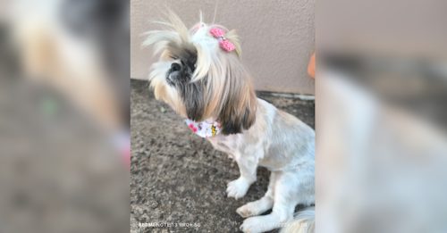 Imagem referente a Cachorra é encontrada no bairro Neva