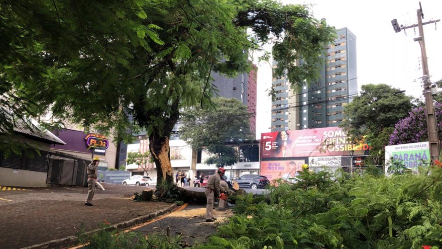 Galho de árvore cai e acerta Onix na Rua Minas Gerais
