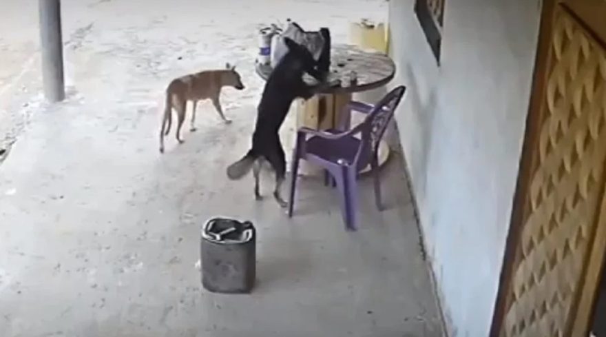 Cachorros “criminosos” furtam celular