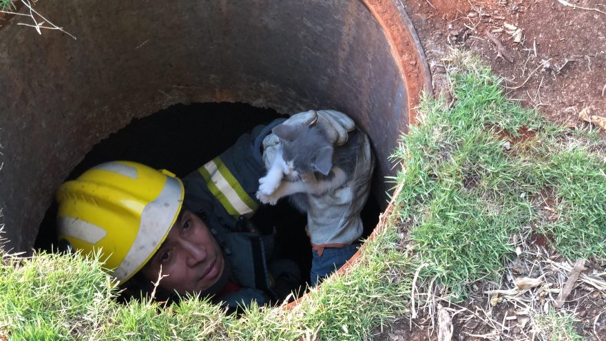 Bombeiros resgatam gatinho que caiu em bueiro no Recanto Tropical