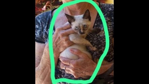 Gata Martina desapareceu no bairro Floresta Imagem referente a Gata Martina desapareceu no bairro Floresta
