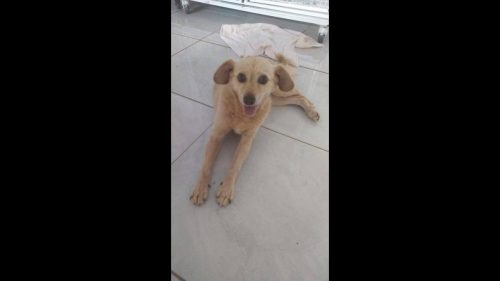 Cachorra Belinha desapareceu no bairro Clarito Imagem referente a Cachorra Belinha desapareceu no bairro Clarito