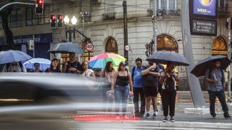 SP tem chuva forte, ventania, queda de árvores e falta de energia