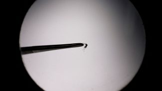 Startup propõe uso de drones para combater mosquito da dengue