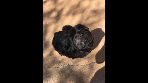 Cachorro Sheik desapareceu no bairro Santa Felicidade Imagem referente a Cachorro Sheik desapareceu no bairro Santa Felicidade