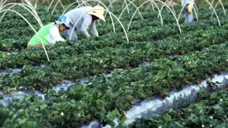 BNDES amplia financiamento para cooperativas agropecuárias