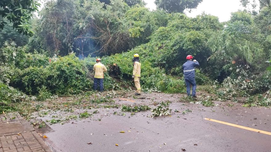 Bombeiros realizam poda de árvore que caiu sobre a rua no Bairro Canadá