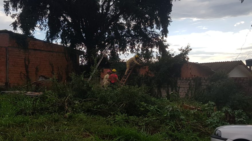 Galho de árvore cai sobre residência no Morumbi e Bombeiros são acionados