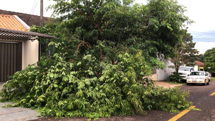 Galho de árvore cai sobre calçada no Parque Verde