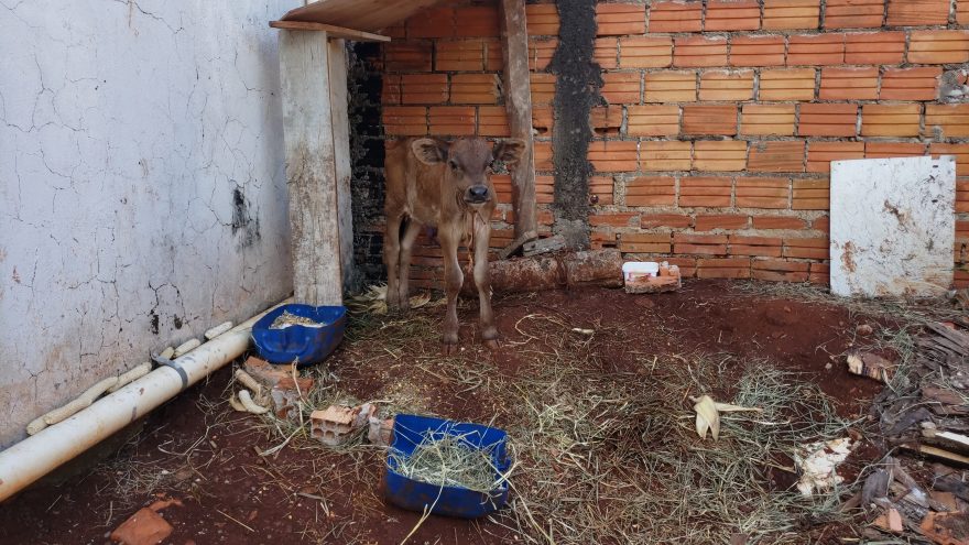 Bezerro amarrado em terreno baldio revolta moradores da região do Novo Milênio
