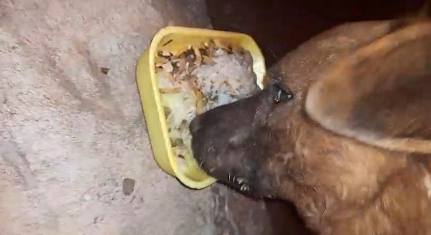 Internauta pede ajuda para resgate de cãozinho de rua que está com a boca cheia de espinhos