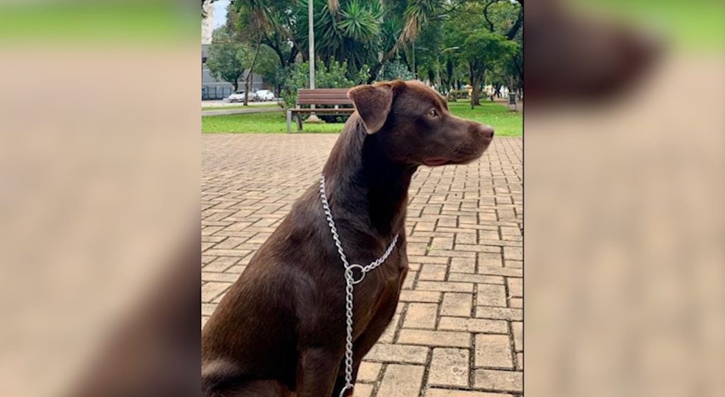 Labrador que atende por “Chocolate” desapareceu na Av. Brasil, na região do São Cristóvão Labrador que atende por “Chocolate” desapareceu na Av. Brasil, na região do São Cristóvão