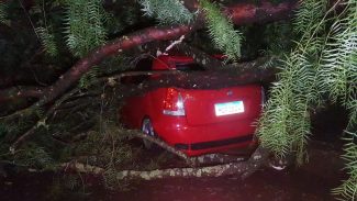 Árvore cai em cima de veículo no Bairro Guarujá, em Cascavel
