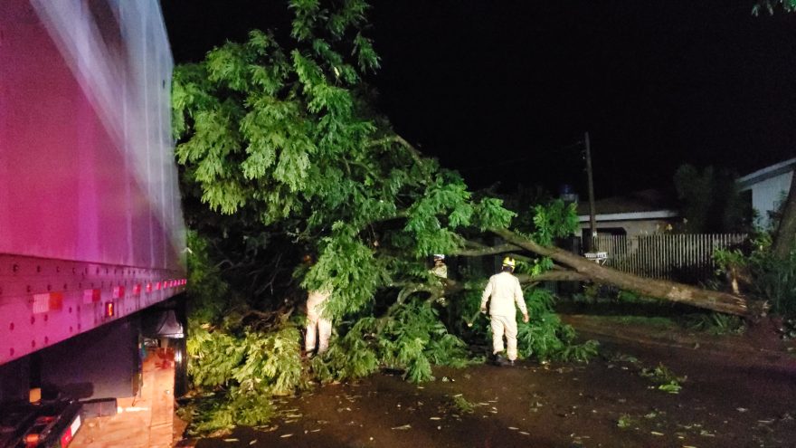 Via é interditada no Maria Luiza após queda de árvore de grande porte