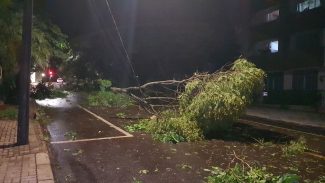 Temporal Arranca Árvores e Poste em Cascavel: Caos na Rua Guaracas!