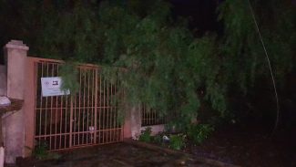 Bairro Neva em apagão após árvore cair na fiação