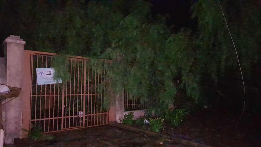 Bairro Neva em apagão após árvore cair na fiação