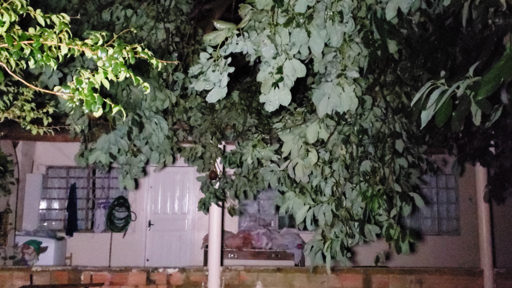 Árvore cai em cima de casa e alaga quarto de bebê no Pioneiros Catarinenses Árvore cai em cima de casa e alaga quarto de bebê no Pioneiros Catarinenses