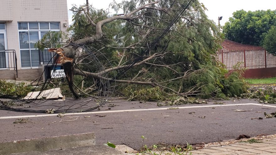 Rua Guaracas segue interditada com árvore caída e fios arrancados após temporal