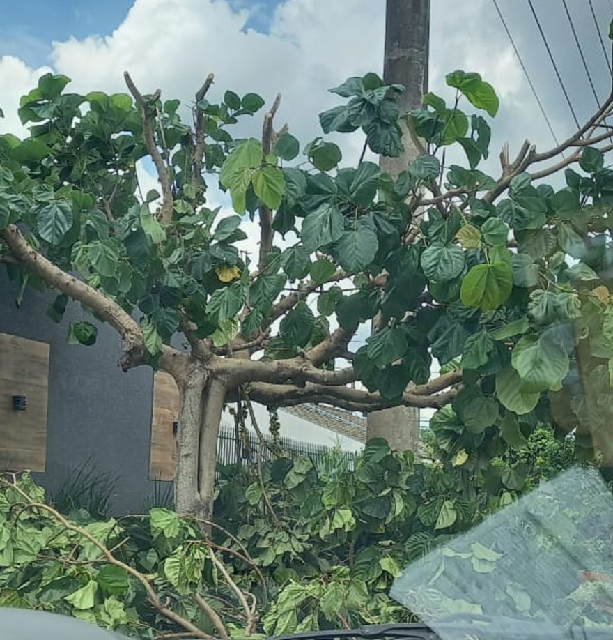 Mistério! Internauta chega em casa e descobre que galhos de sua árvore foram cortados