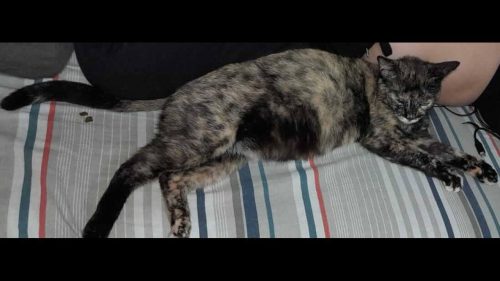 Gata Morgana desapareceu no bairro Universitário Imagem referente a Gata Morgana desapareceu no bairro Universitário
