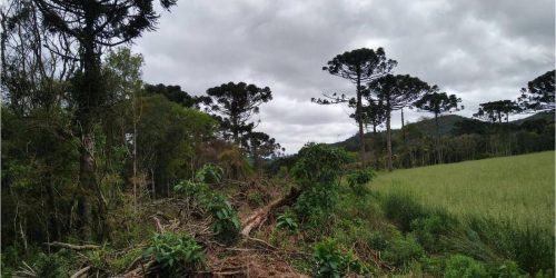 Imagem referente a Estudo mostra que árvores exclusivas da Mata Atlântica estão ameaçadas