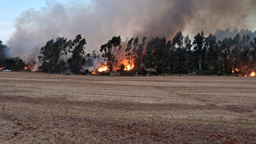 Fogo atinge plantação de eucaliptos em São Salvador