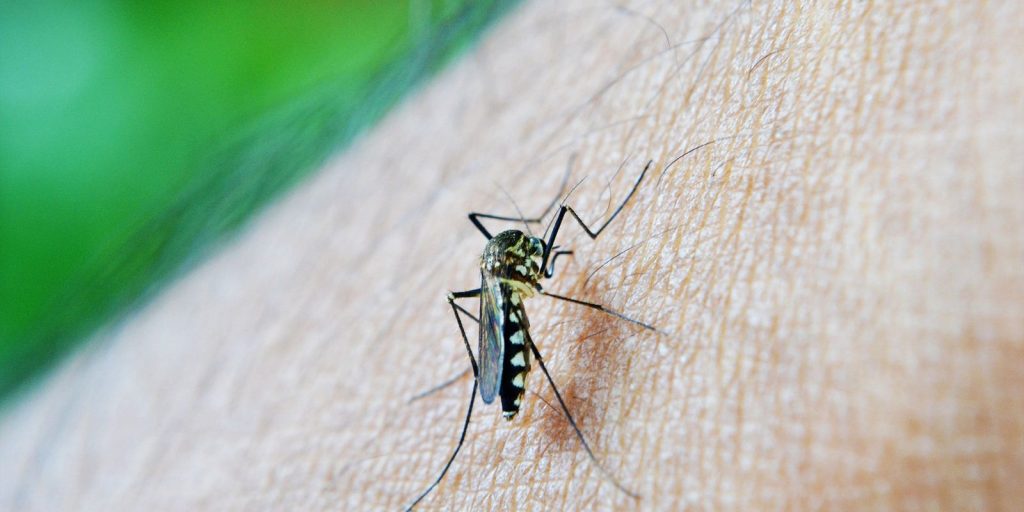 Apucarana tem mais duas mortes por dengue confirmadas; município registra quatro óbitos
