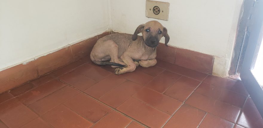 Filhotes precisam de um lar após serem abandonados