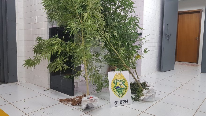 PM detém rapaz e apreende plantação de maconha em residência no Siena