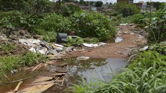 Universidade de Brasília faz pesquisas para controlar Aedes aegypti